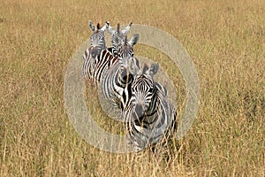 Zebras Lined-up in High Grass