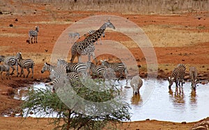 Zebras and a lone giraffe at a Watering Hole Tsavo West National Park.