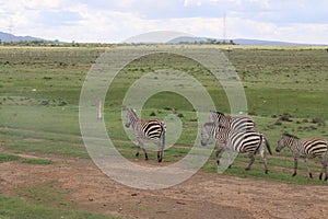 Zebras of Longonot Mountain 2