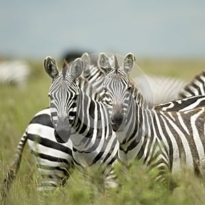 Zebras looking at the camera in the serengeti
