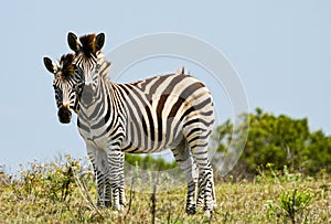 Zebras looking like twins