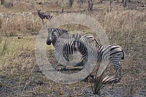 Zebras looking at the visitors.