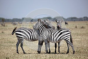 Zebras on the Lookout on the Serengeti