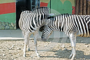 Zebras, love and tenderness.