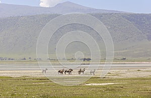 Zebras in Maasai Mara, Kenya