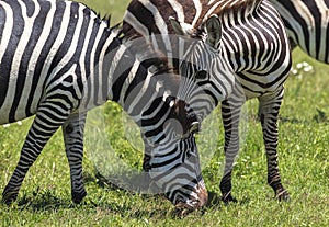 Zebras in Maasai Mara, Kenya