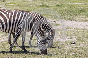 Zebras in Maasai Mara Park in Kenya