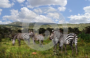 Zebras in Maasaimara