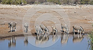 Zebras