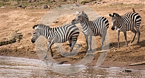 Zebras at Mara River