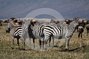 Zebras, Masai Mara