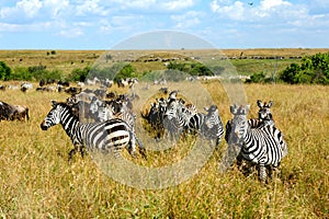 Zebras, Masai Mara