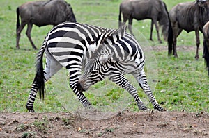 Zebras of Masai Mara 8