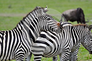 Zebras of Masai Mara 9