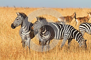 Zebras, Masai Mara