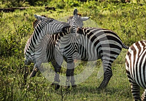 Zebras in Masai Mara in Kenya