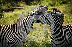 Zebras in Masai Mara in Kenya