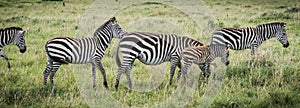 Zebras in Masai Mara in Kenya