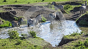 Zebras in Masai Mara national park look for a water hole