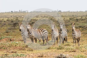 Zebras in Masai Mara National Reserve, Kenya