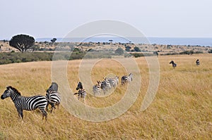Zebras migration