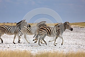 Zebras migration in Makgadikgadi Pans National Park