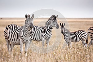 Zebras migration - Makgadikgadi Pans National Park - Botswana