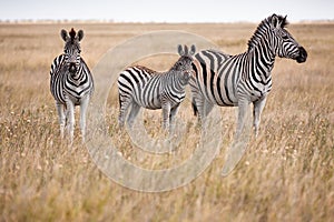 Zebras migration - Makgadikgadi Pans National Park - Botswana