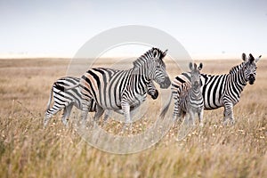 Zebras migration - Makgadikgadi Pans National Park - Botswana