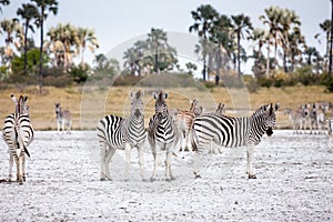 Zebras migration - Makgadikgadi Pans National Park - Botswana