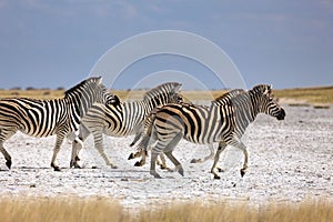 Zebras migration - Makgadikgadi Pans National Park - Botswana