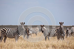 Zebras migration - Makgadikgadi Pans National Park - Botswana