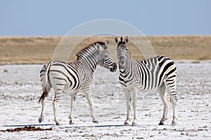 Zebras migration - Makgadikgadi Pans National Park - Botswana