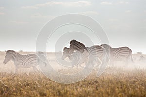 Zebras migration - Makgadikgadi Pans National Park - Botswana