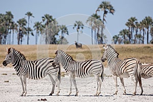 Zebras migration - Makgadikgadi Pans National Park - Botswana