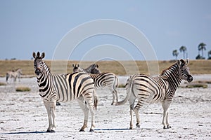 Zebras migration - Makgadikgadi Pans National Park - Botswana