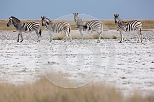 Zebras migration - Makgadikgadi Pans National Park - Botswana