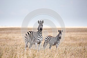 Zebras migration in Makgadikgadi Pans National Park - Botswana