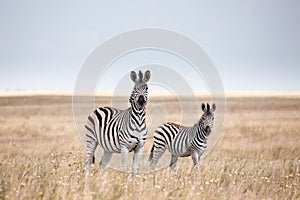 Zebras migration in Makgadikgadi Pans National Park - Botswana photo