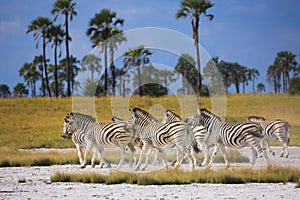 Zebras migration in Makgadikgadi Pans National Park - Botswana photo