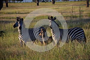 Zebras. Mikumi National Park, Tanzania