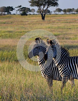 Zebras. Mikumi National Park, Tanzania