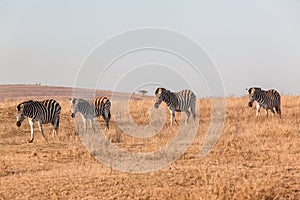 Zebras Morning Walk Water Wildlife