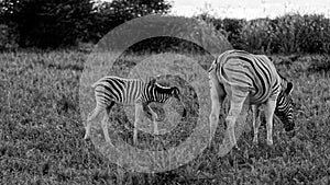 Zebras (mother and calf)