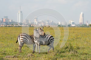 Zebras in Nairobi national park photo