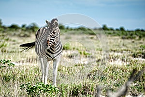 Zebras, Namibia, Africa