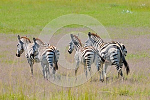 Zebras in national park of Tanzania.