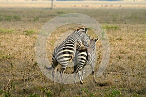Zebras in national park of Tanzania.