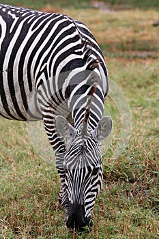 Zebras in national park of Tanzania.