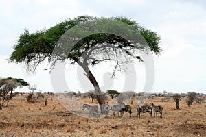 Zebras in national park of Tanzania.